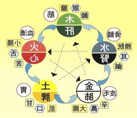五行 身體